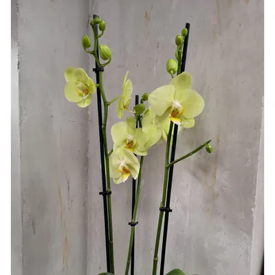 Орхидея лимонная на 3 ветки