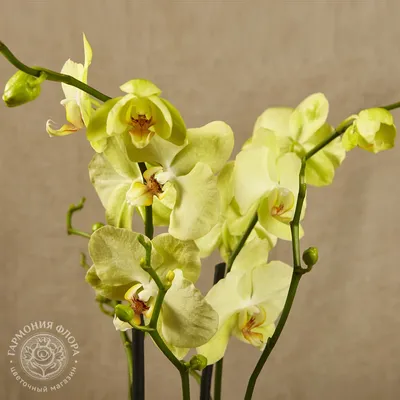 Орхидея Фаленопсис лимонного цвета - LeGrand