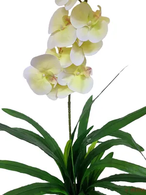 Архив Желто-лимонная орхидея ✔️ 230 грн. ᐉ Другие комнатные растения в  Киеве на BON.ua 77025976