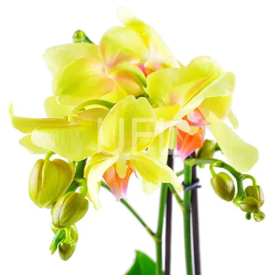 Орхидея лимонного цвета - 64 фото
