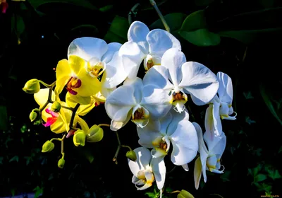 Лимонная 🍋 орхидея» — создано в Шедевруме