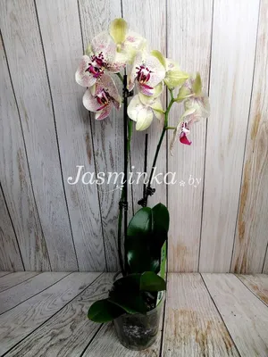 Орхидея Элли лимонная Latex - купить в Москве | Интернет-магазин  искусственных растений Zeltta
