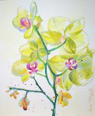 Купить Орхидея лимонная. Доставка цветов Алматы | UFL