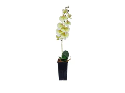 Орхидея лимонная фото фотографии