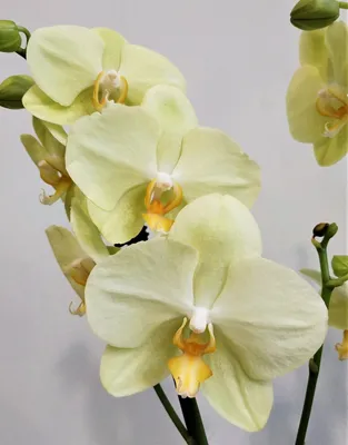 Орхидея Фаленопсис 2 ствола Лимонная (Phalaenopsis)