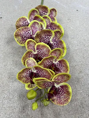 Комнатное растение Орхидея Лимонная Тигровая купить в Гомеле по низкой цене  с доставкой