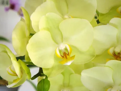 Орхидея Энни лимонная Latex 842358 – купить по цене 975 ₽ в Москве в  интернет-магазине ogogo.ru