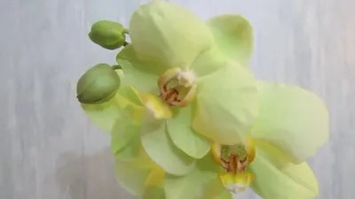 Орхидея ветка латексная лимонная искусственная премиум (ID#1522766898),  цена: 280 ₴, купить на Prom.ua