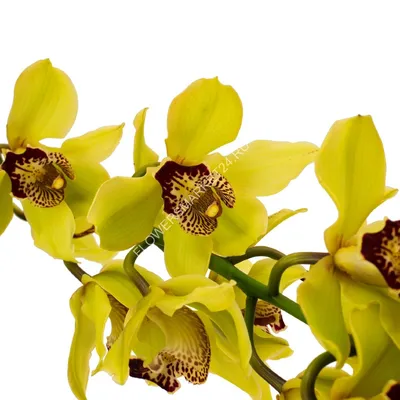 Лимонная Орхидея - красивые фото