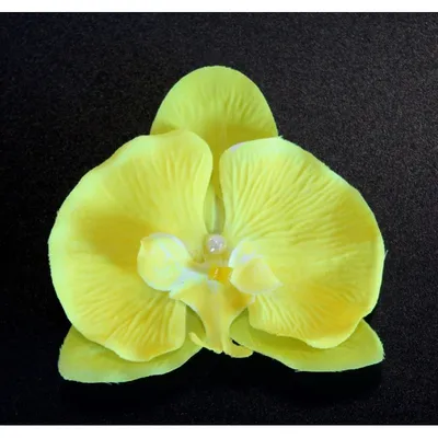 Орхидея фаленопсис Лимонная: фото
