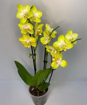 Орхидея фаленопсис двуствольная белая с фиолетовыми вкраплениями | доставка  по Москве и области