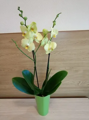 Купить орхидею фаленопсис в интернет - магазине \"Мир орхидей\"