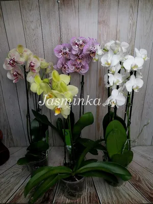 Орхидея Цимбидиум лимонная (70 см) - Цветочный Маркет 24 в Видном