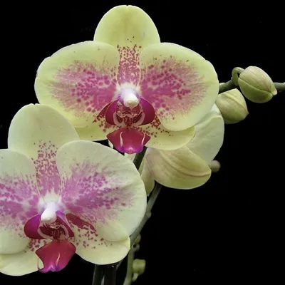 Заколка Орхидея лимонная - Domdecora