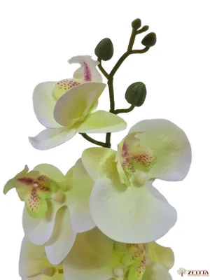 Купить орхидею фаленопсис в интернет - магазине \"Мир Орхидей\"