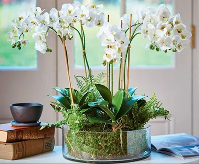 орхидея лимонная | Beautiful orchids, Orchids, Orchid tattoo