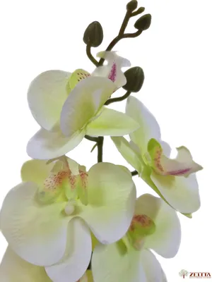 Орхидея в горшке, красивые большие …» — создано в Шедевруме