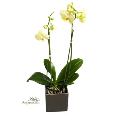 Орхидея фаленопсис двуствольная жёлто-фиолетовая | доставка по Москве и  области