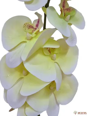 Лимонная вода для орхидей | СО ВКУСОМ 🍽 | Дзен