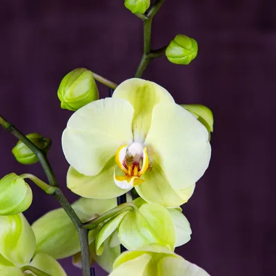 Купить Орхидею с доставкой