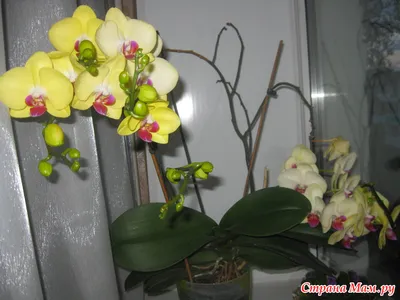 Орхидея фаленопсис желто-белая 2 цветоноса №10 Standart – Купить Орхидея  фаленопсис желто-белая 2 цветоноса №10 Standart в Киеве с доставкой