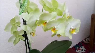 Орхидеи - Комнатные растения. - Страна Мам