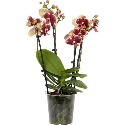 Скачать обои лепестки, зеленые, орхидея, орхидеи, фаленопсис разрешение  1920x1080 #104210
