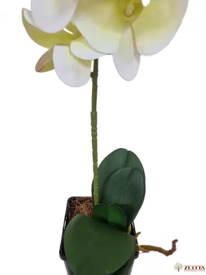 Орхидея Фаленопсис купить с доставкой