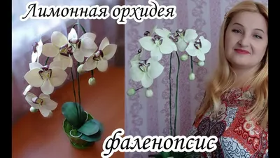 Купить Орхидею Фаленопсис