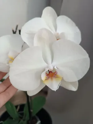 Лимонная Орхидея - красивые фото