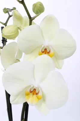Орхидея светло лимонная с деткой: 7 300 тг. - Комнатные растения  Петропавловск на Olx