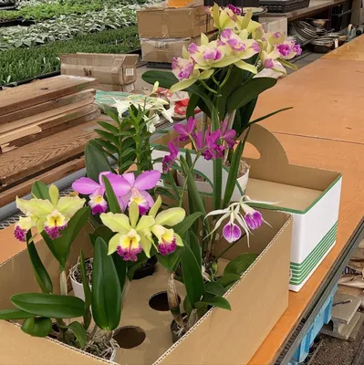 Орхидея Энни лимонная Latex - купить в Москве | Интернет-магазин  искусственных растений Zeltta