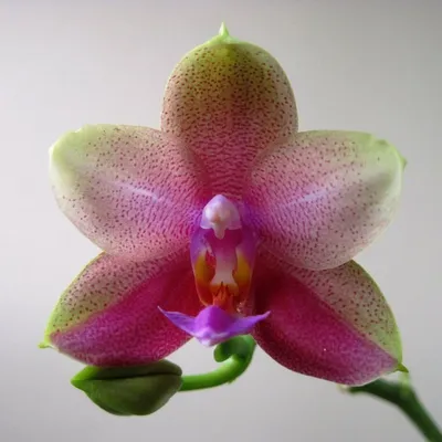 Орхидея лиодоро фото фотографии