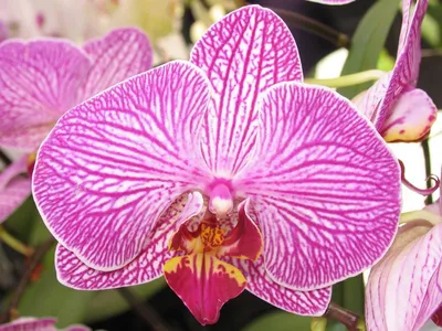 Купить Розово-желтая орхидея Лос-Анджелес | UFL