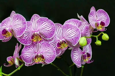 Орхидея \"Фаленопсис Дрим Даймонд\" купить по низкой цене | \"Фаленопсис Дрим  Даймонд\" в интернет-магазине kashpo.store