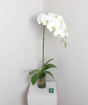 Орхидея Элегант Бьюти купить в Минске, цены