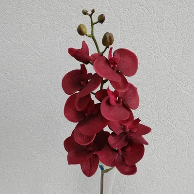 Фаленопсис голливуд орхидея - 74 фото