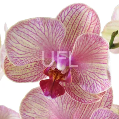 Описание розовой орхидеи и особенности её выращивания | Ферма.expert 🌿 |  Дзен