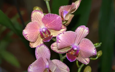 Орхидея лос анджелес - 63 фото