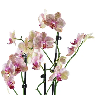 Дикая орхидея – Стоковое редакционное фото © s_bukley #17906351