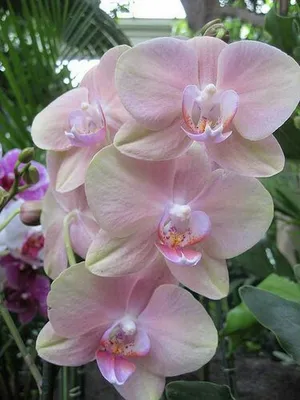 Орхидея \"Фаленопсис Лос Анджелес\" купить по низкой цене | \"Фаленопсис Лос  Анджелес\" в интернет-магазине kashpo.store