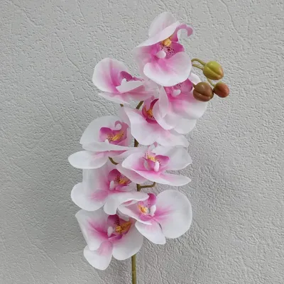 Орхидея \"Фаленопсис Синголо Арлекин\" купить по низкой цене | \"Фаленопсис  Синголо Арлекин\" в интернет-магазине kashpo.store