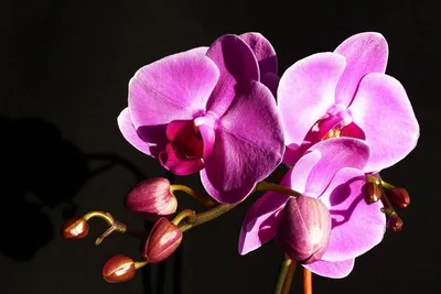 Ветка орхидеи 9 голов купить в Минске, цены