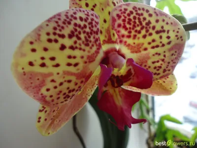 Орхидея осло (52 фото) »