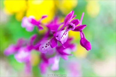 Орхидеи красивые картинки (50 лучших фото)
