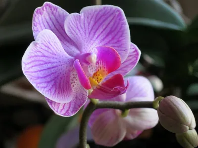 Орхидея как цветет (56 фото) »