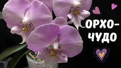 Сого Вивьен Орхидея (62 фото)