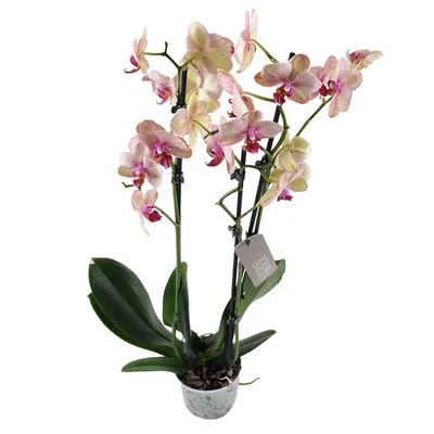 Купить Орхидея Фаленопсис одноветочная Лос-Анджелес | UFL