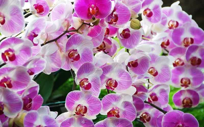 Орхидея лос анджелес - 63 фото