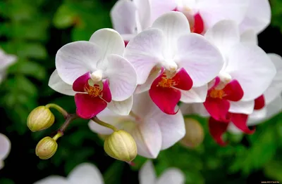 Ветка орхидеи Лос-Анджелес купить в Минске, цены